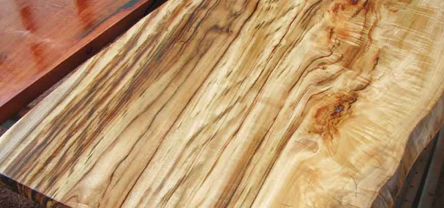 Camphor Laurel